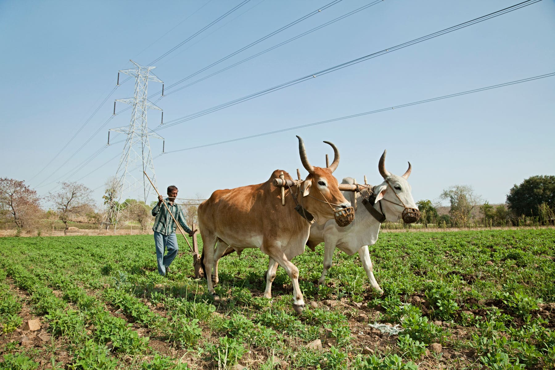 Animal-Husbandry-banner
